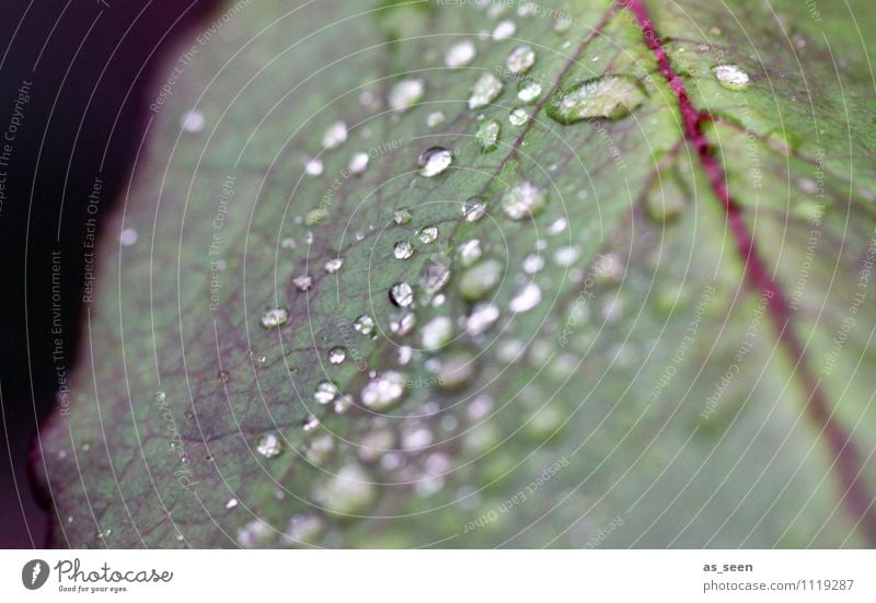 Rosenblatt schön Körperpflege Wellness Leben harmonisch Wohlgefühl Umwelt Natur Pflanze Wasser Wassertropfen Frühling Sommer Herbst Blatt Rosenblätter