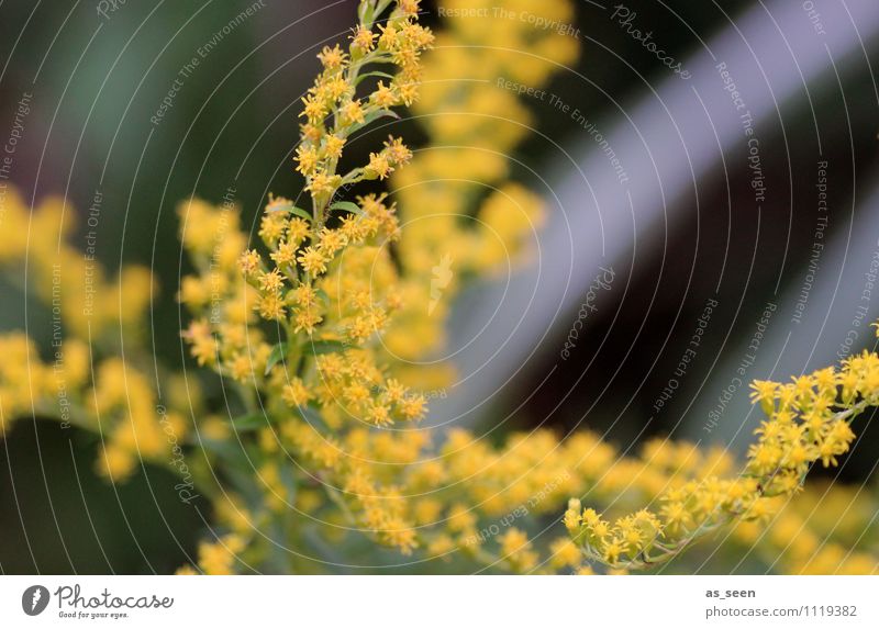 Goldrute im Wind schön Wellness Leben harmonisch Erholung Garten Gartenarbeit Umwelt Natur Landschaft Pflanze Tier Frühling Sommer Herbst Blüte