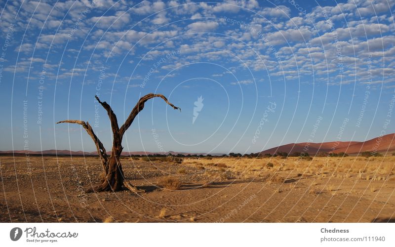 Toter Baum Afrika Wolken Fetzen Ödland trocken Vergänglichkeit Tod Wüste Stranddüne dünn