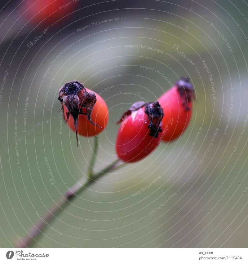 Hagebutten Marmelade Hagebuttenkonfitüre Tee ruhig Garten Gartenarbeit Umwelt Natur Herbst Winter Klima Pflanze Sträucher Feld leuchten natürlich rot Senior