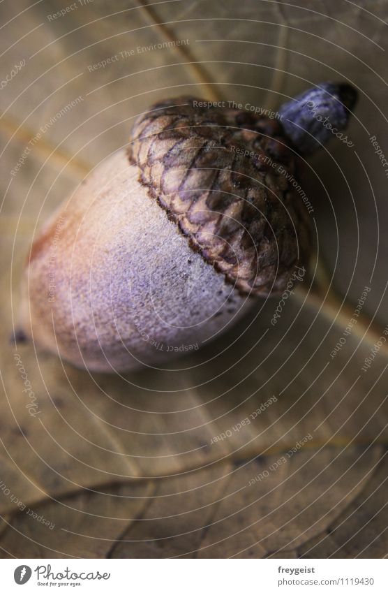 Eichel Umwelt Natur Pflanze Tier Baum rund Waldboden Waldpflanze Baumfrucht Eicheln Blatt Farbfoto Makroaufnahme Schwache Tiefenschärfe Vogelperspektive