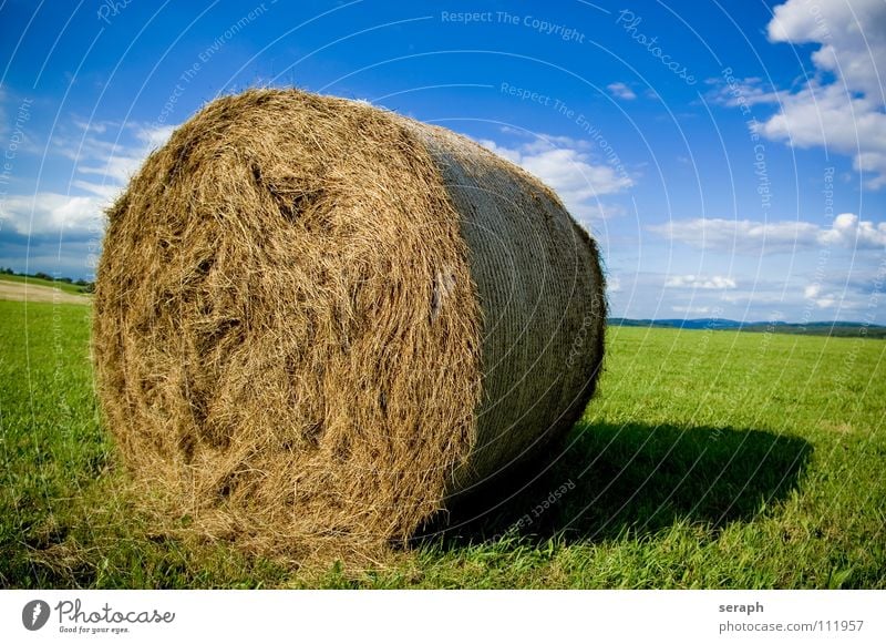 Strohballen Heu Heuballen Rolle rollen Feld Wiese Himmel Sommer Landwirtschaft Futter Frucht Gras Halm Ernte einfuhr Getreide verpackt einpacken Natur Wolken