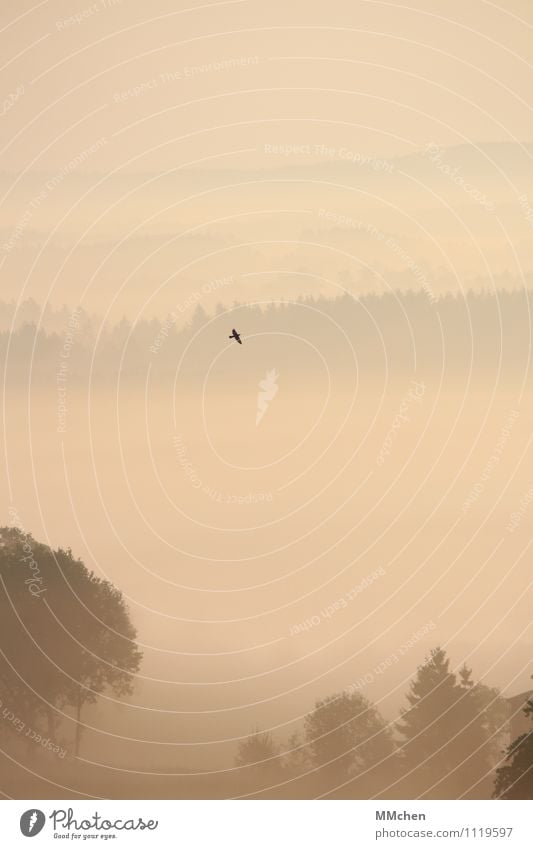 Schwerelos Ferien & Urlaub & Reisen Ausflug Ferne Freiheit Natur Landschaft Horizont Nebel Baum Feld Wald Vogel fliegen Unendlichkeit Geborgenheit Romantik