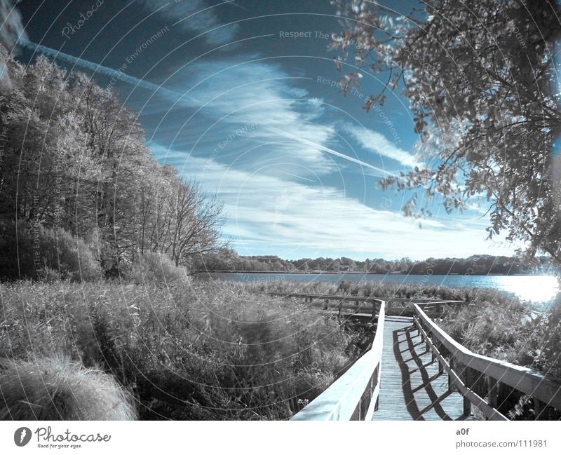 the way Infrarotaufnahme Farbinfrarot Wald See Baum Steg weiß-blau Fototechnik Wege & Pfade Himmel