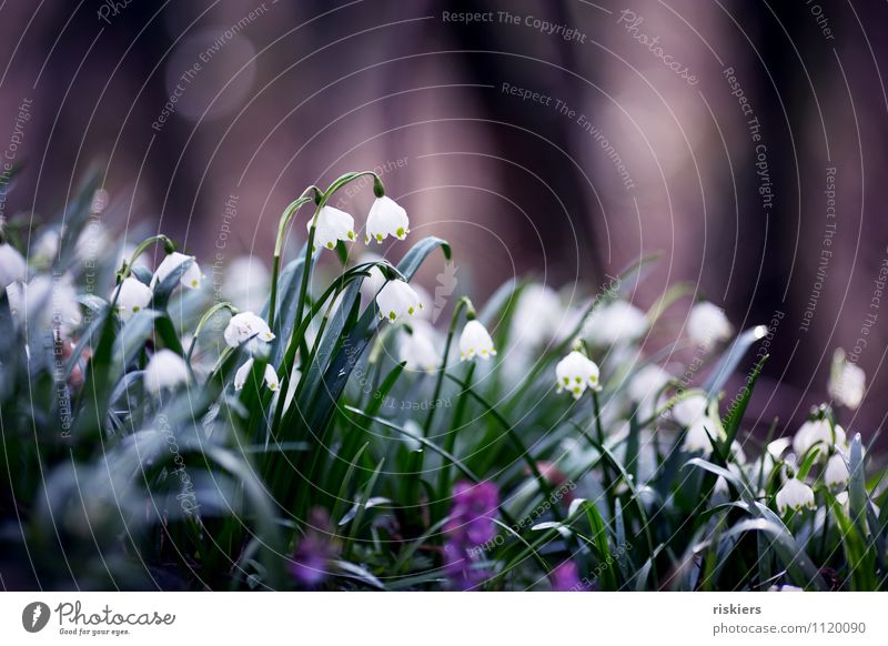 ein Frühlingsbild Umwelt Natur Landschaft Pflanze Schönes Wetter Blume Märzenbecher Wald Blühend ästhetisch dunkel elegant Fröhlichkeit frisch grün violett weiß