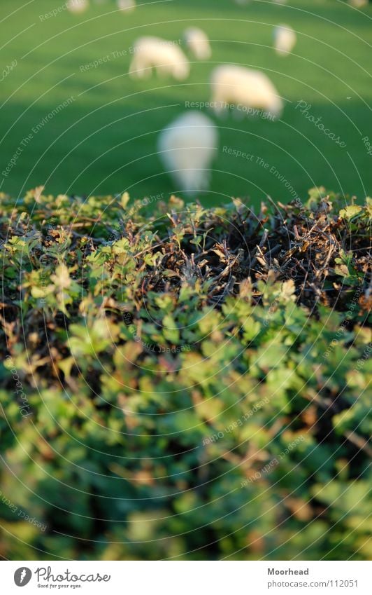 Unschafe Schaf Hecke Unschärfe Tiefenschärfe grün Tier Säugetier Republik Irland Natur