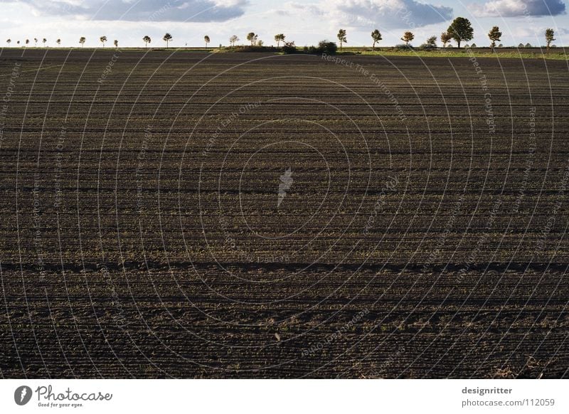 weit Niedersachsen Heide Feld Wachstum Ernährung gepflügt pflügen Pflug Landwirtschaft fruchtbar Horizont Allee Baum Reifenspuren Streifen Südheide