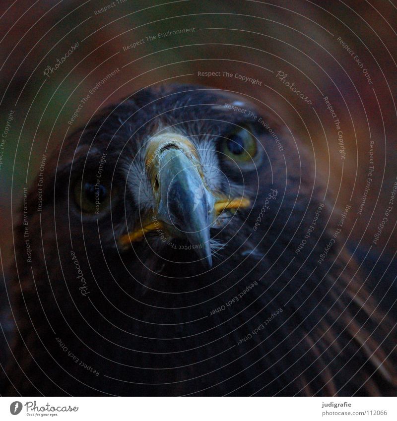 Adler Vogel Greifvogel Schnabel Feder Ornithologie Tier schön Farbe steppenadler Stolz Blick