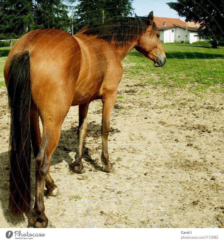 von hinten geknipst Pferd Fohlen Ausritt Gras Haag schwarz braun Haus Tanne Huf Hufeisen Mähne Schwanz Schweiz bereit Fell striegeln stehen Säugetier