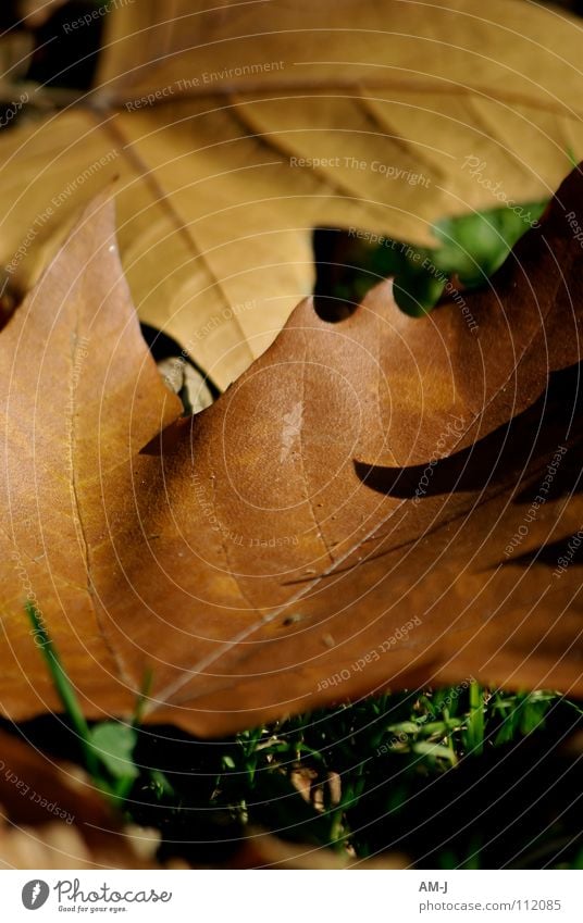 Blätter im Herbst Blatt Makroaufnahme Ahorn Gefäße braun Natur