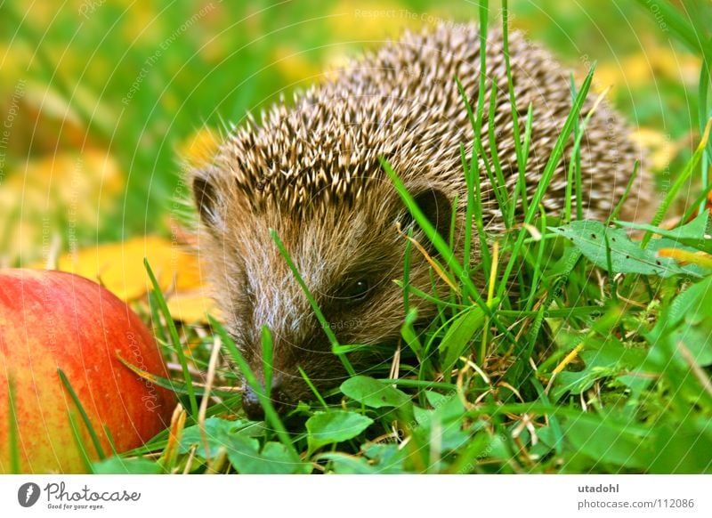 Igelsche Winter Herbst Fressen Säugetier Tier Gras Blatt stachelig winterschlaf Apfel insektenfresser Garten hedgehog hedge-hog prick prickle spike spiky