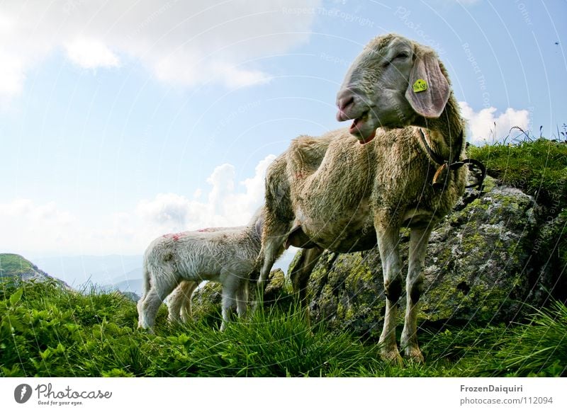 sheep Haushuhn Bundesland Tirol Natur Kitzbüheler Alpen Österreich Tier Landwirtschaft HDR Viehzucht Schaf Lamm stillen Säugetier Hochebene Hochgebirge Wolken