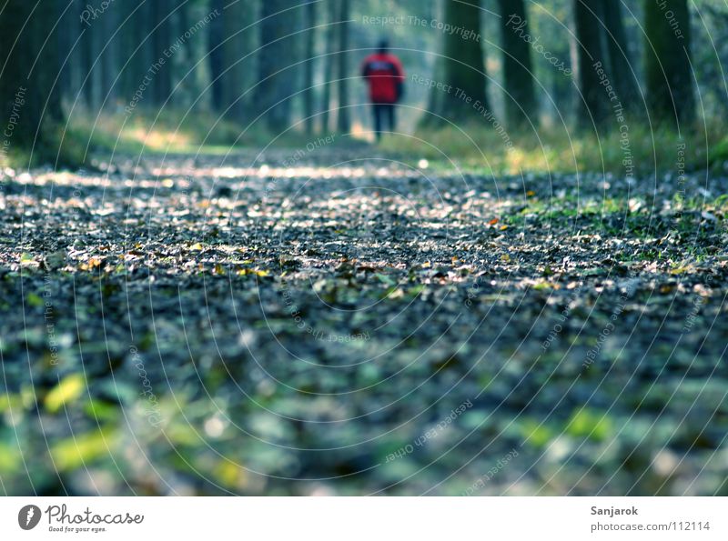 Rotjäckchen und der böse Wolf Waldboden Fußweg Baum Spaziergang Blatt Wildpark Park Morgen Guten Morgen Nebel Herbst Mischwald Gras Laubwald Laubbaum Eiche