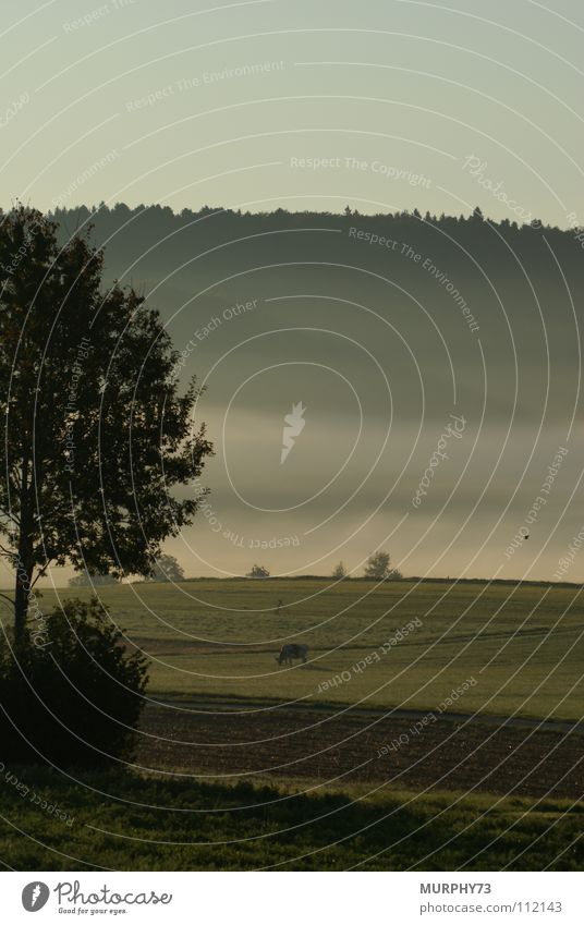 Herbstliche Morgenstimmung auf dem Lande Stimmung Baum Kuh Nebel Morgennebel Nebelbank Wald Wolken Feld Säugetier Morgendämmerung Vogel im Flug Weide Himmel