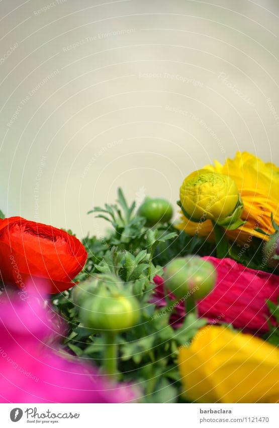 vielfältig | bunte Blumenwelt Pflanze Rose Blatt Blüte Blühend mehrfarbig Stimmung Fröhlichkeit ästhetisch Duft Farbe Freude Gefühle Natur Sinnesorgane