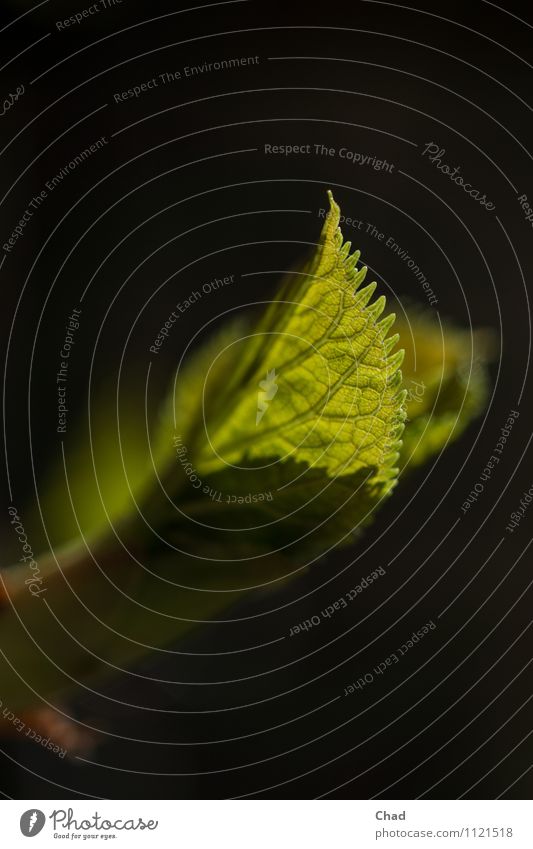 Horten Sie 2 Umwelt Natur Pflanze Frühling Blume Blatt Hortensie Hortensienblätter entdecken Erholung ästhetisch grün schwarz Gefühle Frühlingsgefühle ruhig