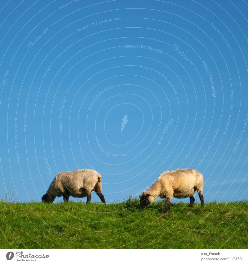 rasenmäher Schaf Wiese Gras Deich grün Wolle Rasenmäher Säugetier Himmel blau