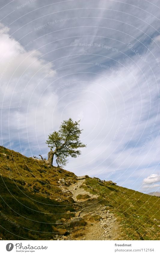 Baum Einsamkeit Schweiz Natur Berge u. Gebirge Himmel Idylle Wege & Pfade Alpen froodmat hochkant