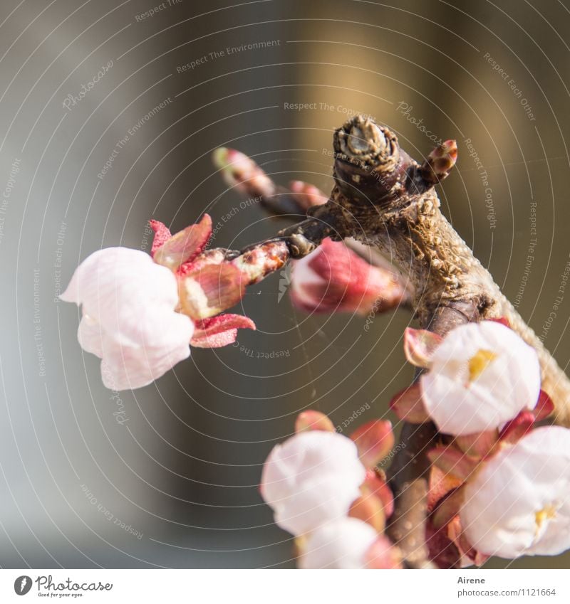 es muss doch endlich... Frühling Pflanze Baum Blüte Aprikosenbaum Obstbaum Aprikosenblüte Baumblüte Blütenknospen Garten Blühend Freundlichkeit natürlich rosa