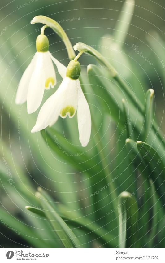 Schneeglöckchen Natur Pflanze Blume Blatt Blüte Gartenpflanzen Blühend grün weiß Frühlingsgefühle Vorfreude 2 Außenaufnahme Menschenleer Textfreiraum unten Tag