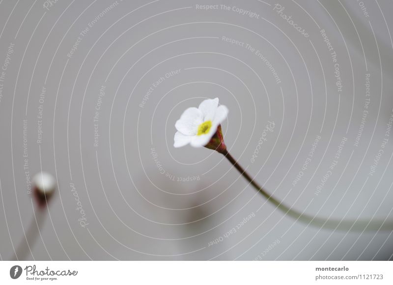 mininatur Umwelt Natur Pflanze Frühling Blume Blatt Blüte Grünpflanze Wildpflanze dünn authentisch einfach frisch klein nah natürlich niedlich rund wild weich