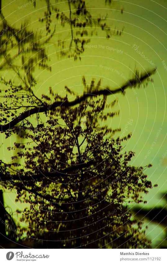 acid rain Umwelt Baum Laubbaum Gift Saurer Regen ökologisch Umweltschutz Pfütze schwarz Silhouette gefährlich dreckig Himmel Wasser Tod