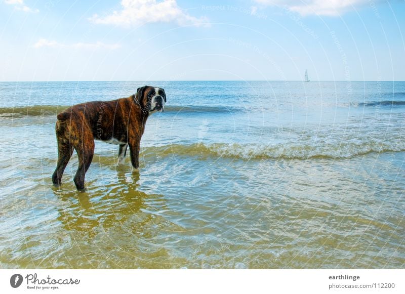 Herrchen, komm bald wieder! Hund Meer See Strand Sorge Sehnsucht Wolken Treue Menschenfreund Querformat Digitalfotografie Wellen Meerwasser Sommer Segelboot