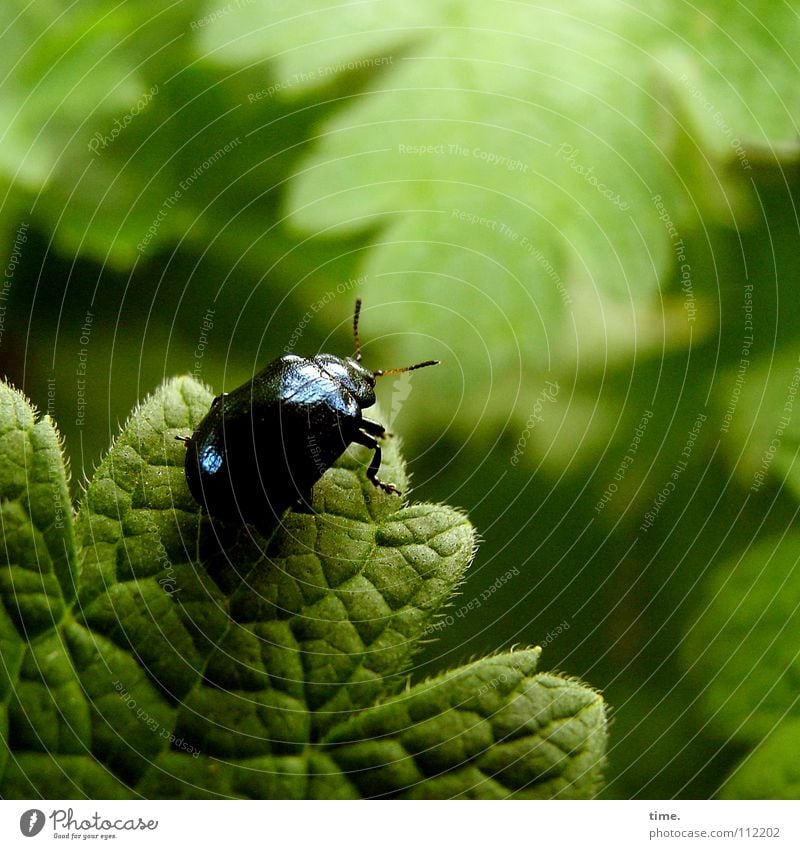 Cliffhanger (Nachmacher) Farbfoto Gedeckte Farben Außenaufnahme Menschenleer Morgen Garten Klettern Bergsteigen Natur Blatt Käfer festhalten hängen krabbeln