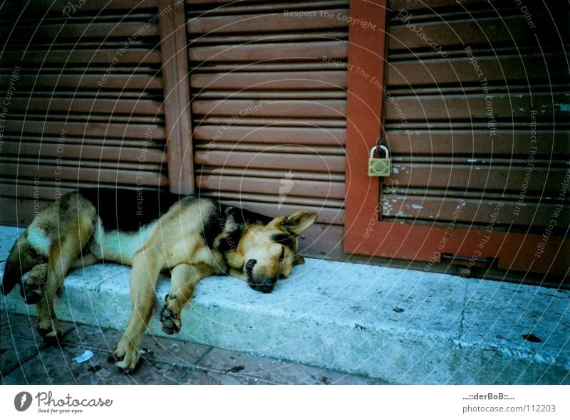 Geschlafen wie ein Hund Chile Valparaíso rot Tier analog Lomografie Südamerika Schwäche south america blue blau red Burg oder Schloss dog Müdigkeit Tor Farbe .