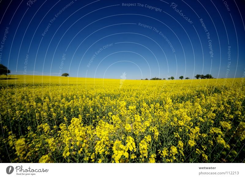 Traumsommer Sommer Feld gelb Himmel Wiese Raps knallig mehrfarbig Landwirtschaft Deutschland Mittag träumen field blue sky blau meadow farben colour Ferne