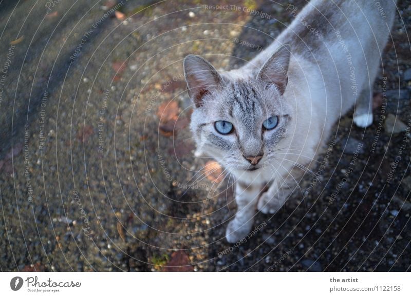 blaue Augen Tier Haustier Katze 1 ästhetisch elegant Farbfoto Außenaufnahme Vogelperspektive Tierporträt Blick nach oben