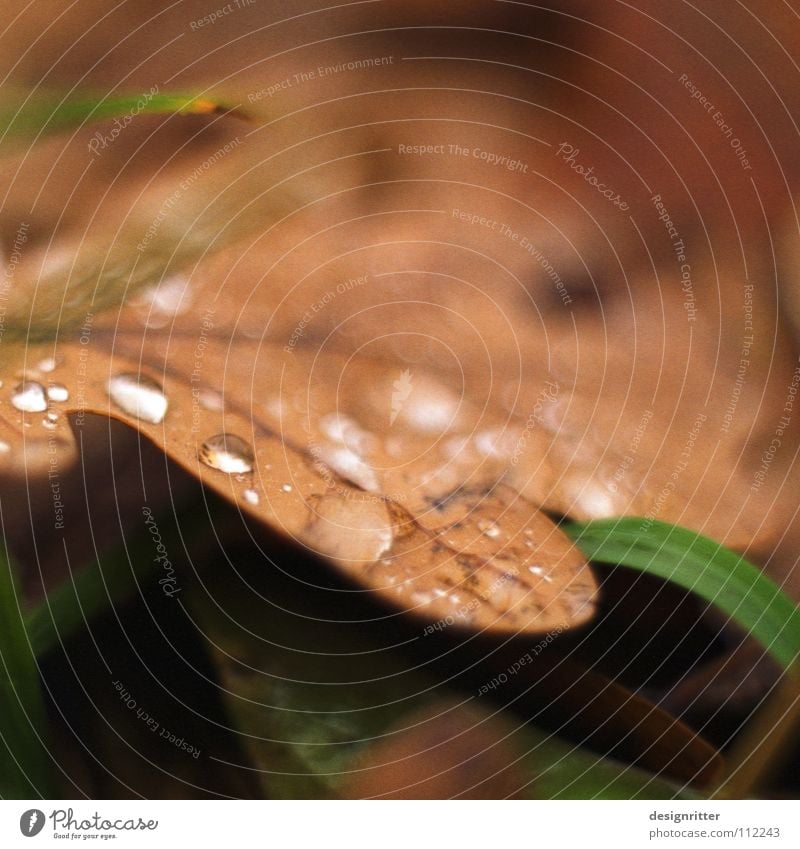 Novembernassundkalt (1) Herbst Blatt Herbstlaub Eiche Eichenblatt vergangen welk braun schön grau ungemütlich mögen fallen Tod Regen Wassertropfen autumn leaves