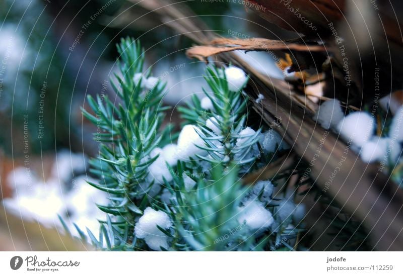 °^Schneehagel^° Tannenzweig Holz Baumrinde braun grün weiß Tannennadel Winter Herbst ruhig bedecken kalt Eis gefroren Einsamkeit Makroaufnahme Nahaufnahme Hagel