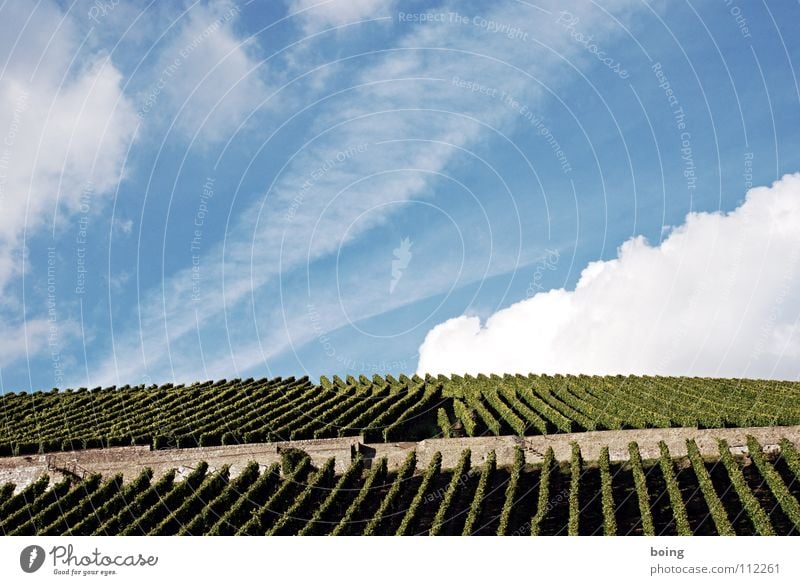 Weinberg Weinprobe Winzer Weintrauben Weinlese Berghang Terrasse Herbst Weingut Franken Kaiserstuhl Rheingau Mosel (Weinbaugebiet) Spätburgunder Önologie Sekt