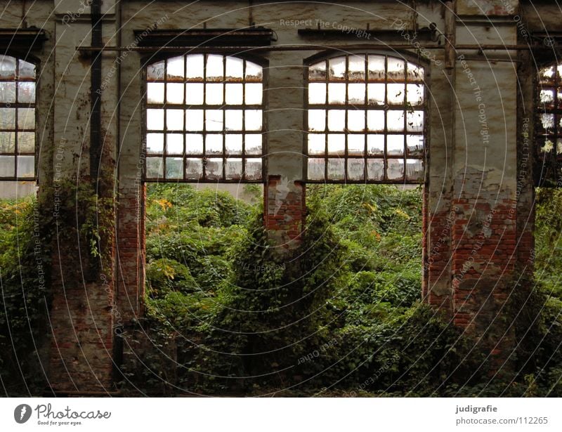 Industrieromantik Fenster Wachstum leer Licht Fabrik verfallen kaputt Demontage Farbe Baustelle Raum Lagerhalle Säule pfanzen wuchern Natur maschinenfabrik