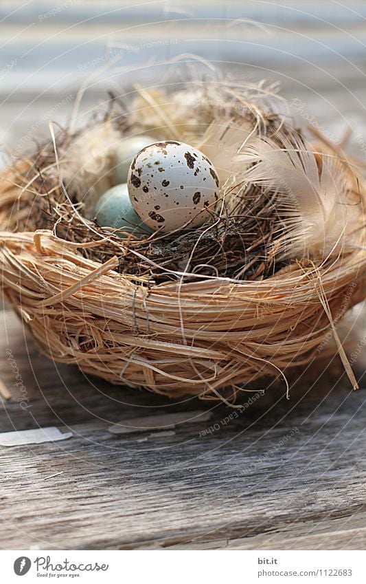 Osternest Lifestyle Häusliches Leben Feste & Feiern Kindergarten lernen Natur Frühling Haushuhn Küken Dekoration & Verzierung Zeichen natürlich Freude