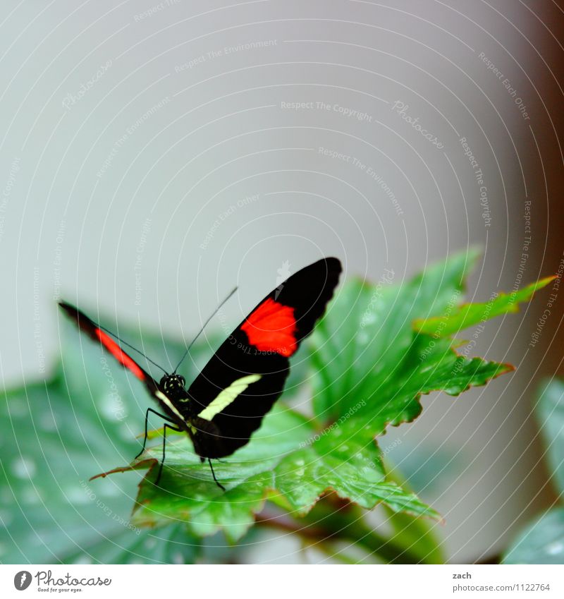 aufgefaltet Frühling Sommer Pflanze Blatt Blüte exotisch Tier Wildtier Schmetterling 1 fliegen grün rosa Farbfoto Außenaufnahme Menschenleer Textfreiraum oben