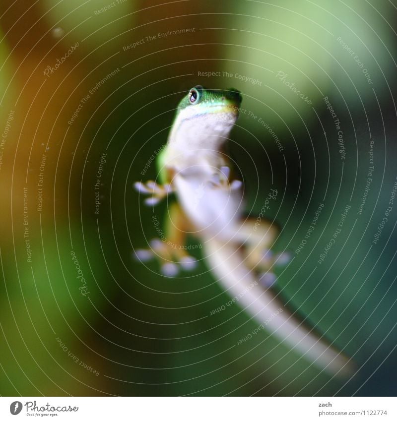 Bauchfrei Tier Wildtier Tiergesicht Schuppen Reptil Agamen Echsen Gecko Leguane 1 beobachten Fressen füttern warten exotisch wild grün Kraft geduldig Terrarium