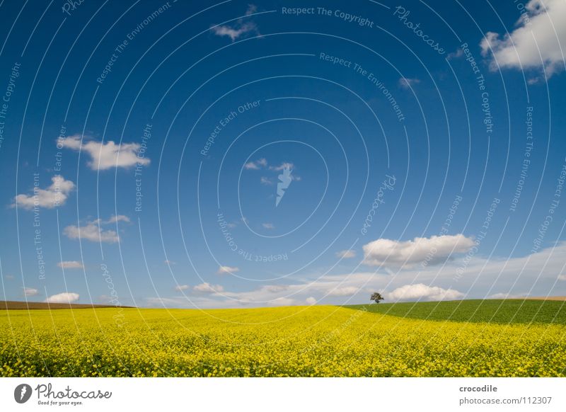 scho wieder raps Raps Feld Frühling ökologisch Diesel Kohlendioxid Klimawandel gelb Streifen Stengel Sauerstoff Panorama (Aussicht) Wolken Bayern ländlich