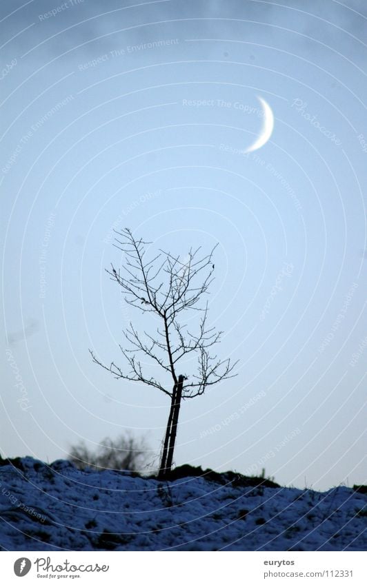 Winterdämmerung kalt nass weiß Sichelmond groß Mondschein Baum grün Sträucher Halbmond erleuchten dunkel Nacht Dämmerung Geborgenheit zart zerbrechlich schön