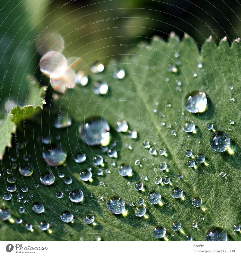 Regentropfen mit Lichtreflexen auf einem Frauenmantelblatt Lotuseffekt hydrophob Wassertropfen Heilpflanze Tropfen Frühlingsregen nach dem Regen Lichtspiegelung