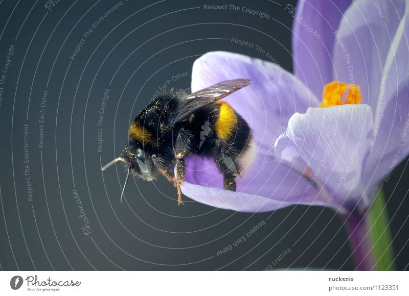 Gartenkrokus, Hummel, Krokus, Crocus, Vernus, Natur Tier Frühling Blume Blüte Biene Blühend frei blau grau schwarz Krokusse Frühlingsblume Fruejahrsblume