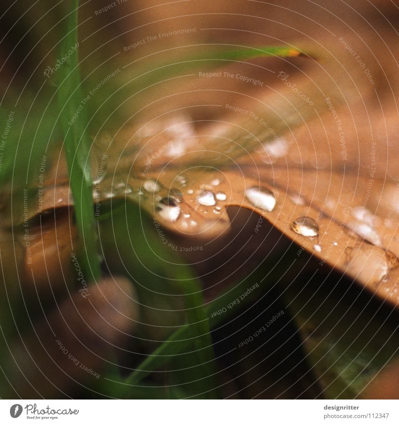 Novembernassundkalt (2) Herbst Blatt Herbstlaub Eiche Eichenblatt vergangen welk braun schön grau ungemütlich mögen fallen Tod Regen Wassertropfen autumn leaves