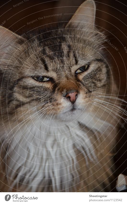 Schau mir in die Augen Kleines Fell langhaarig Bart Behaarung Tier Haustier Katze Tiergesicht 1 träumen bedrohlich streng Ernst Farbfoto Innenaufnahme