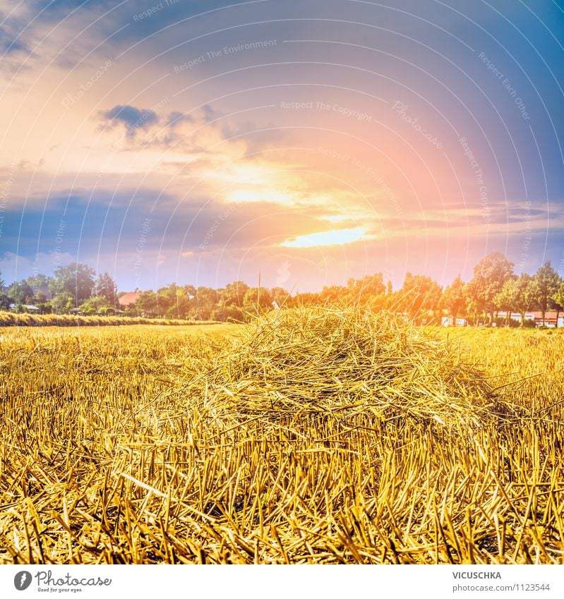 Stroh Feld und Sonnenuntergang Himmel Lifestyle Design Sommer Landwirtschaft Forstwirtschaft Natur Sonnenaufgang Sonnenlicht Herbst Schönes Wetter Wiese gelb