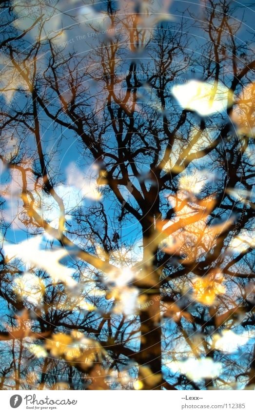 Herbstspiegel Baum Wald Jahreszeiten Blatt Eiche Spiegel See Gewässer Trauer ruhig schwarz Frieden autumn season oak leaves mirror Wasser water friedlich sad