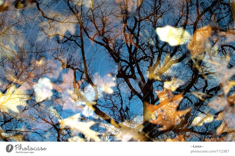 Herbstspiegel II Baum Wald Jahreszeiten Blatt Eiche Spiegel See Gewässer Trauer ruhig schwarz Frieden autumn season oak leaves mirror Wasser water friedlich sad