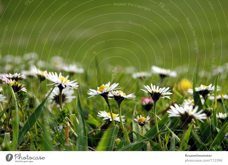 Daisy:-) Gänseblümchen Blume weiß grün Sommer Wiese Feld Ferne ländlich schön daisy Amerika