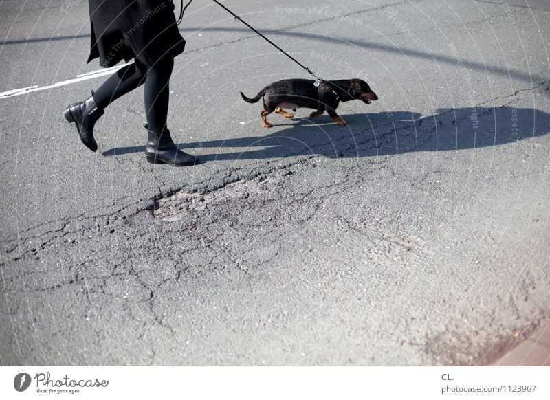 ab nach draußen Freizeit & Hobby Mensch feminin Frau Erwachsene Leben Beine 1 30-45 Jahre Verkehr Verkehrswege Fußgänger Straße Wege & Pfade Tier Hund Dackel