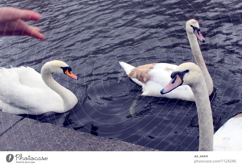 Schwäne füttern Freizeit & Hobby Vögel füttern Kindererziehung Hand Umwelt Natur Landschaft Tier Park Küste Seeufer Teich Wildtier Schwan Tiergesicht Flügel 3